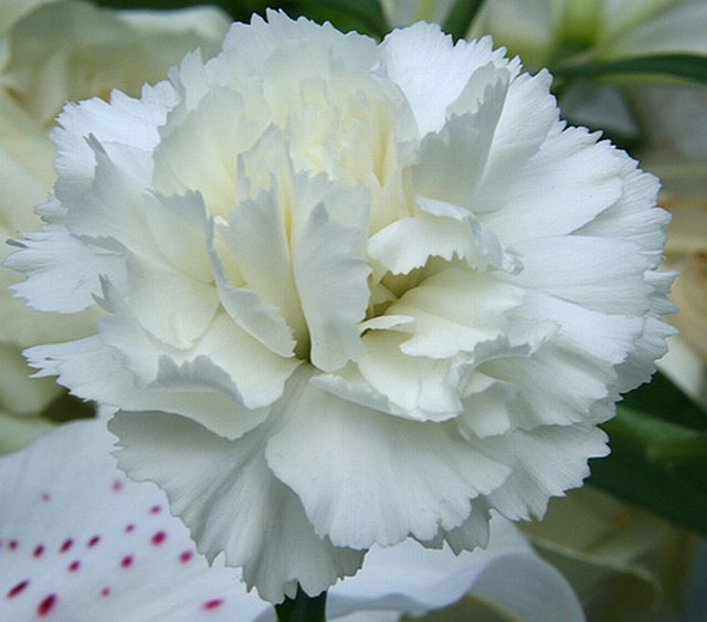My Image 71
