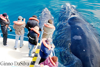 avistaje de ballenas en Península Valdés