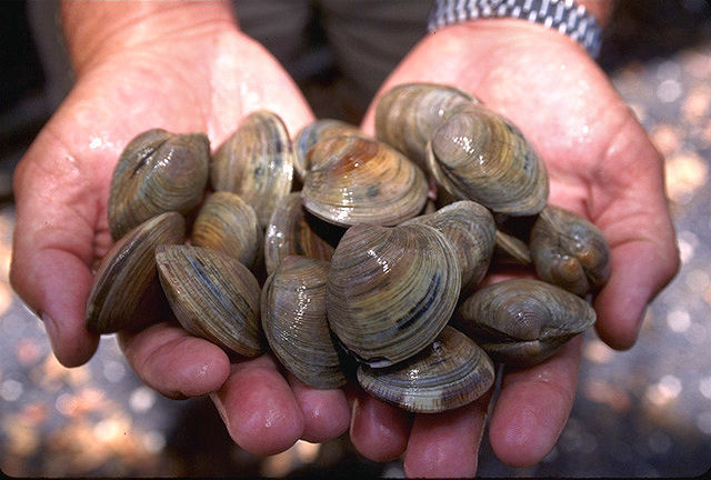 Kerang Berusia 405 Tahun Tujuh Hewan Tertua dan Langka yang Binasa Manusia