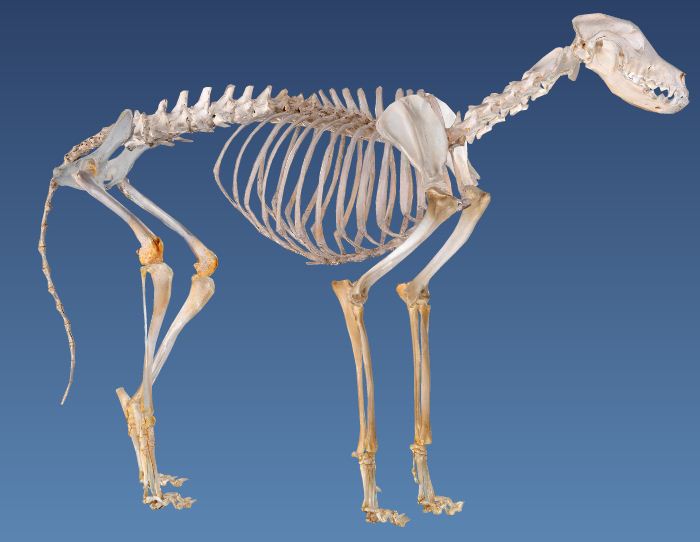 Три типа скелета. Скелет индейки анатомия. Скелет собаки. Скелет собачки. Скелеты разных животных.