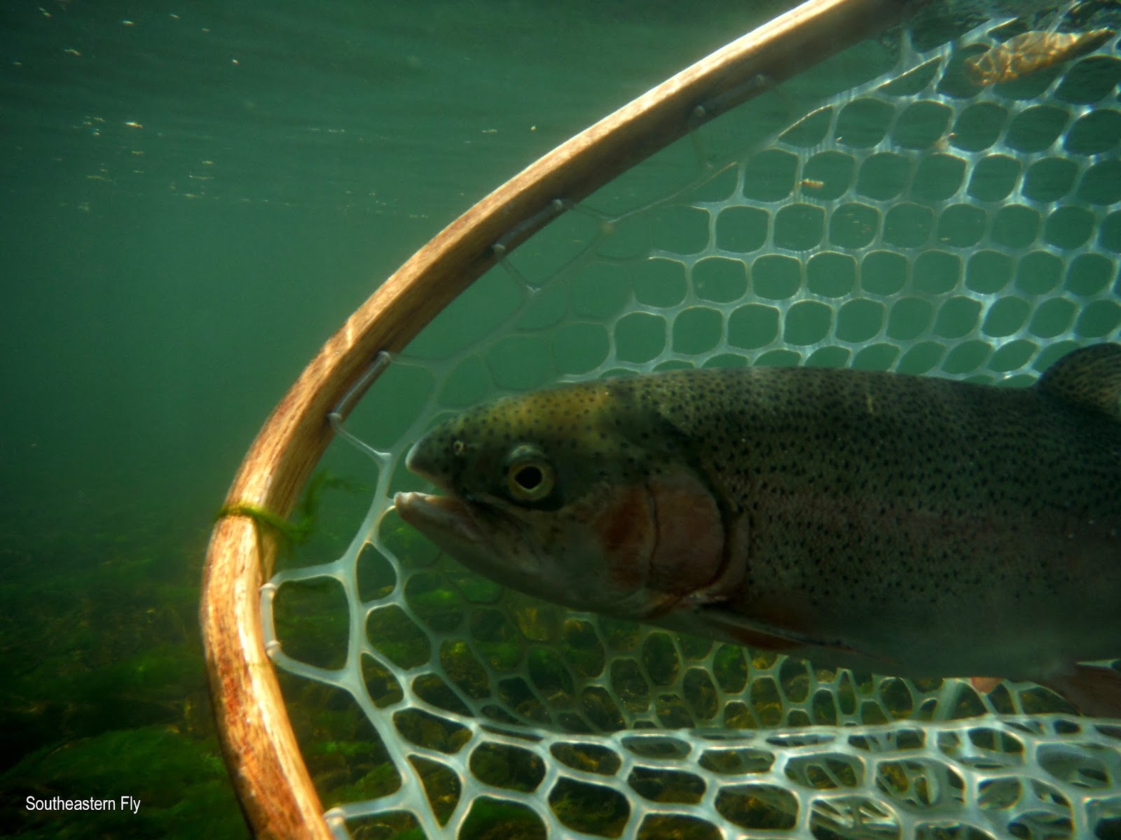 Southeastern Fly Phillip and Ed Like Shooting Fish in a Barrel at Times