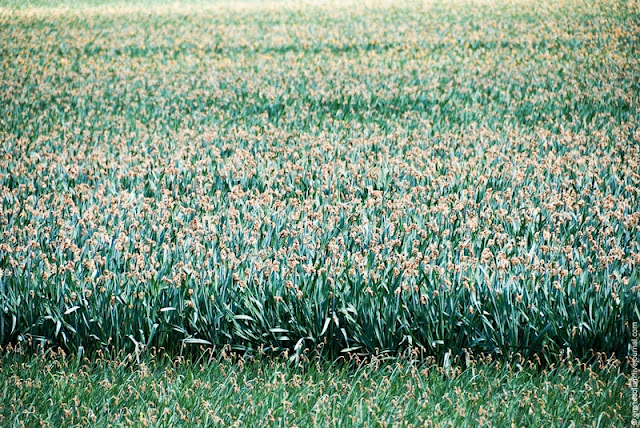 ( ) keukenhof-35.jpg