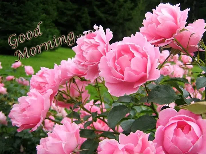 good morning with lovely roses