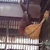 Женски орангутан "изобрети" хамака (видео)