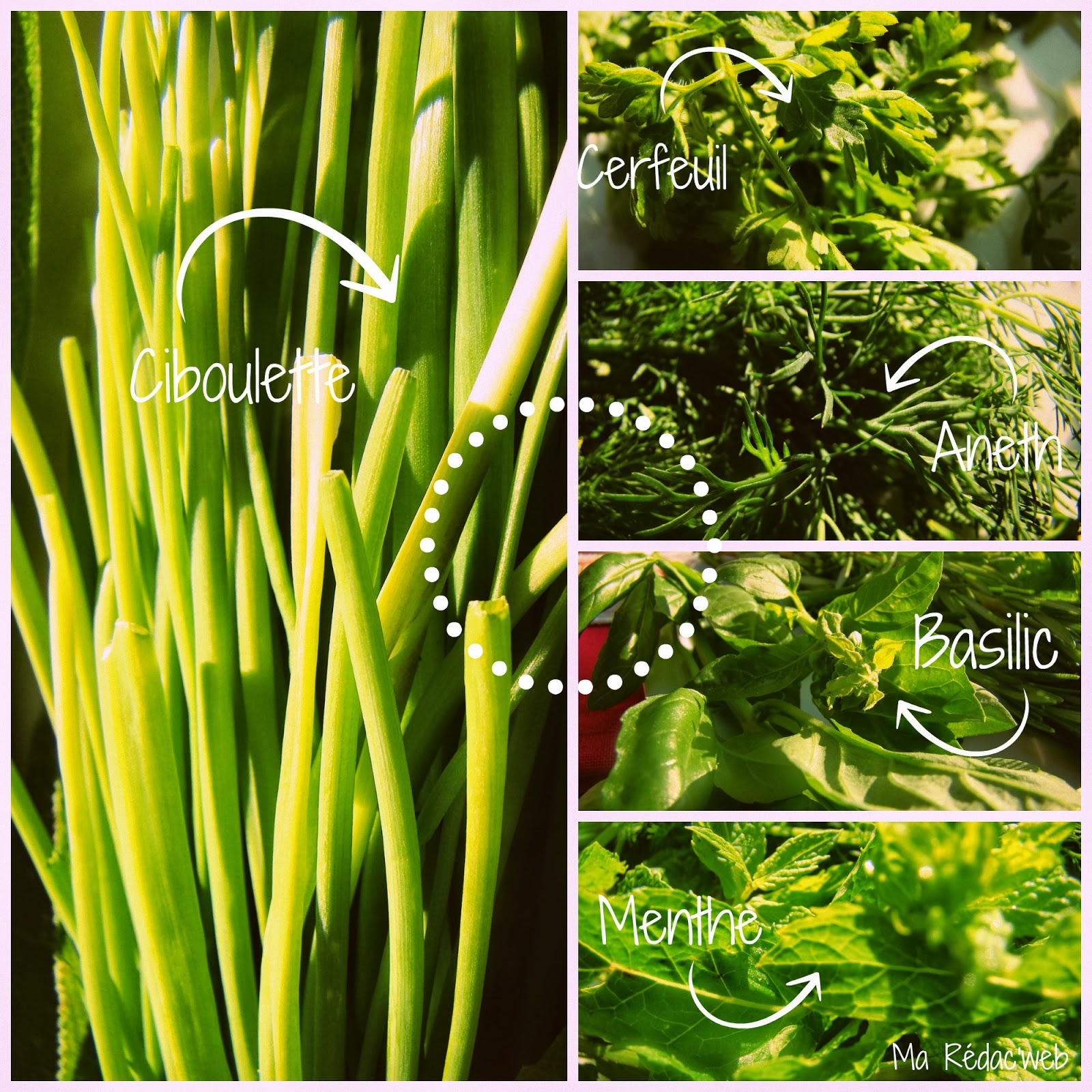 Recette le plein de fines herbes pour l