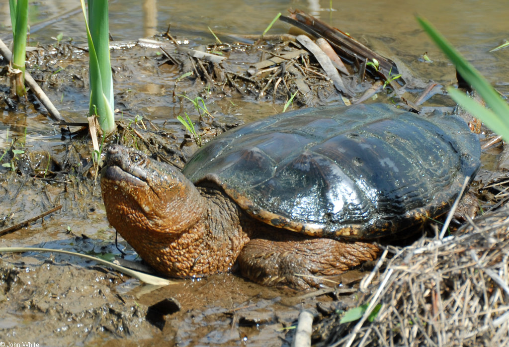 Snapping Turtle | Animal Wildlife