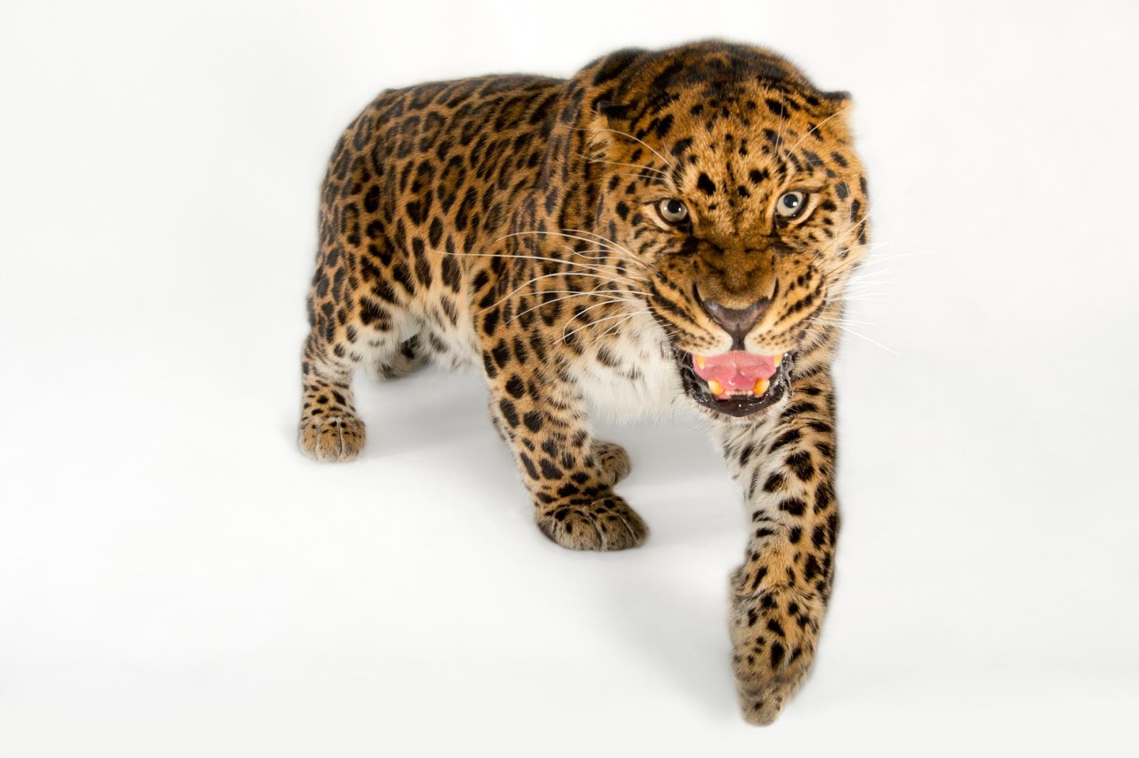 Os 10 animais mais raros do mundo Os 10 animais mais raros do mundo