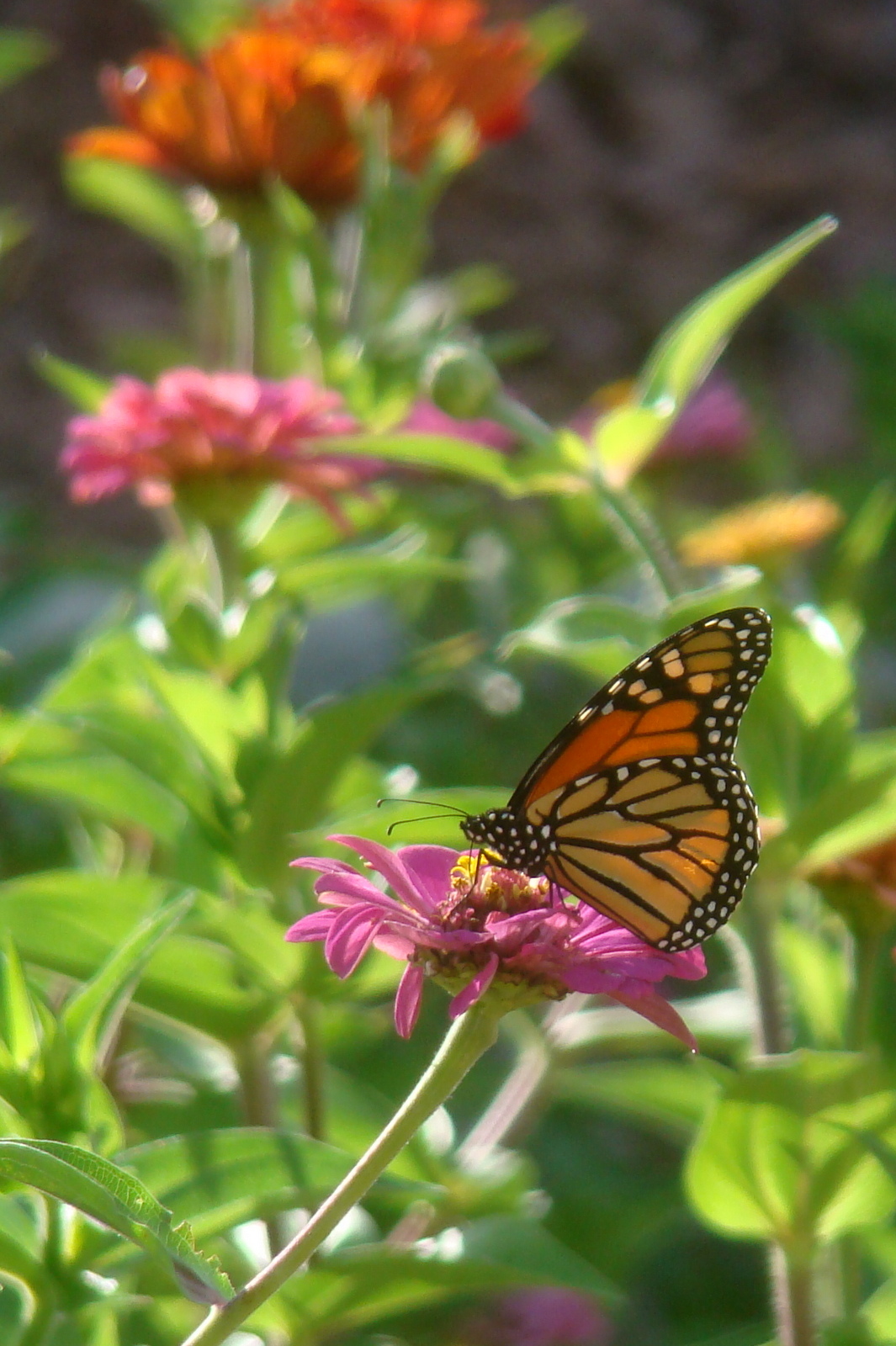 Nourished and Nurtured Tips for Planting the Summer