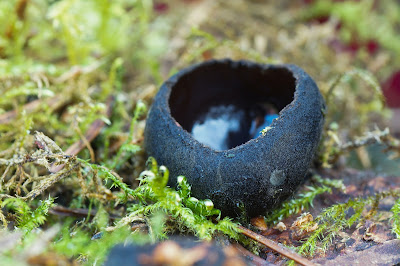 Sortbæger Lat: Pseudoplectania nigrella