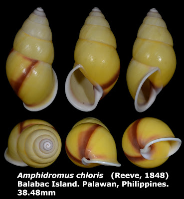 Amphidromus chloris 38.48mm
