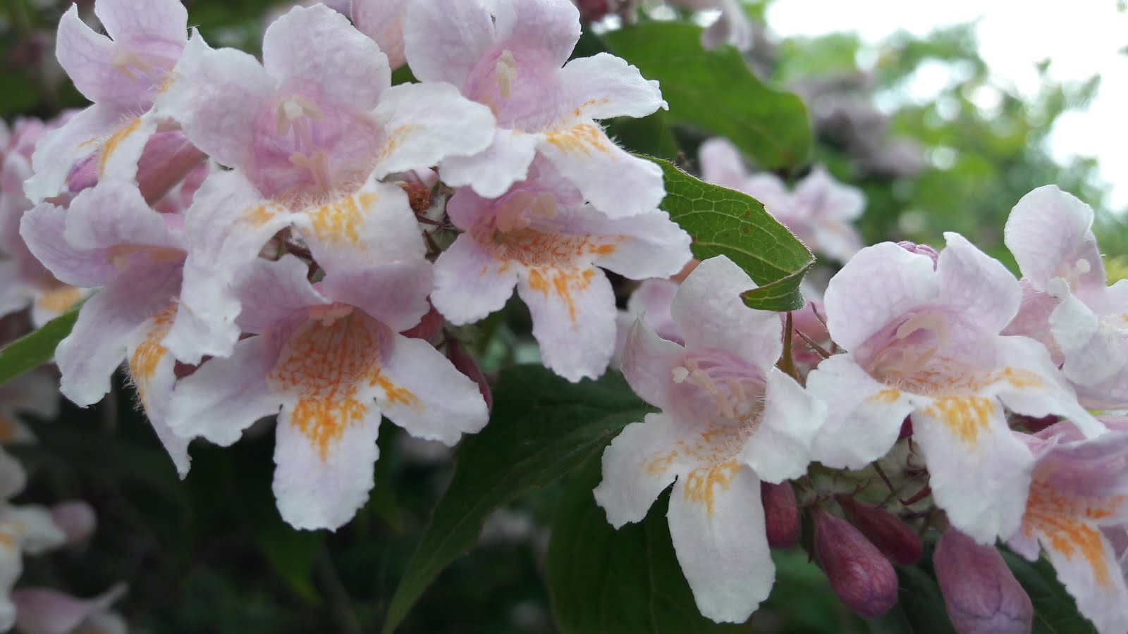 Life, or something like it. Of flowers, real and otherwise