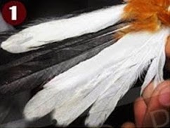 Terbang Murai Kerikil Borneo Si Gembung Dari Kalimantan