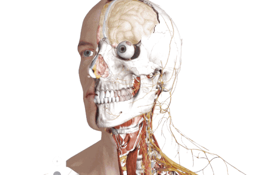 Anatomy Textbooks Are Officially Obsolete Anatomy Textbooks Are Officially Obsolete