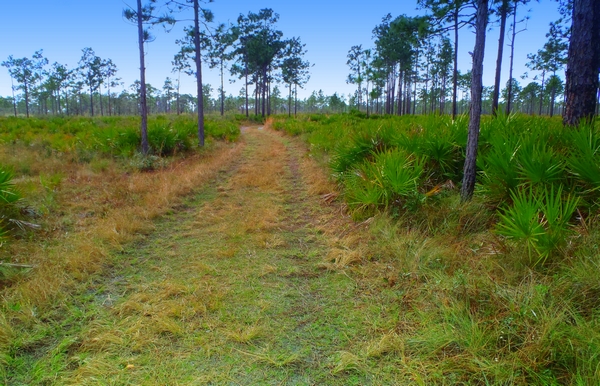 three lakes wildlife management area for hunting in florida by http://DearMissMermaid.com copyright by Dear Miss Mermaid
