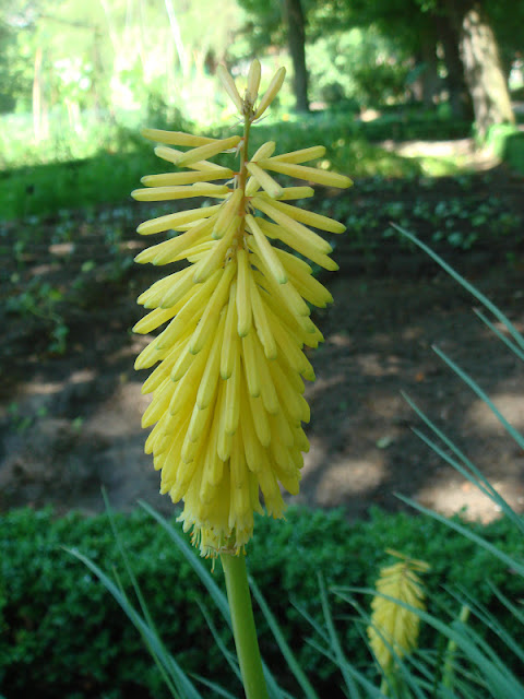 Fotografiando plantas: Tritoma