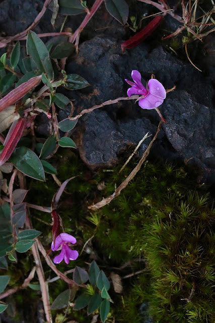 Indigofera dalzellii kaas plateau western ghats valley of flowers 