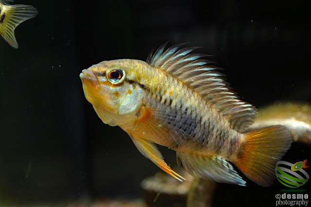 Apistogramma sp. manacacias / cf. hoignei