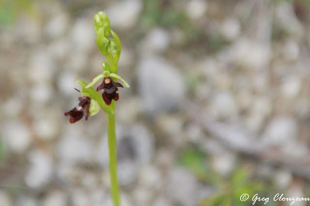 L'Ophrys mouche (Ophrys insectifera), Trois Pignons