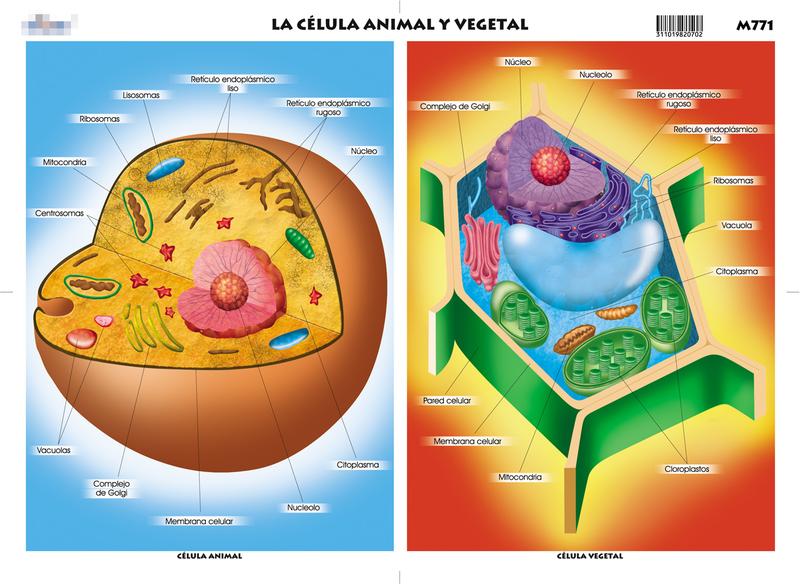 célula animal y vegetal diferencias.