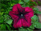 Petunia violacea