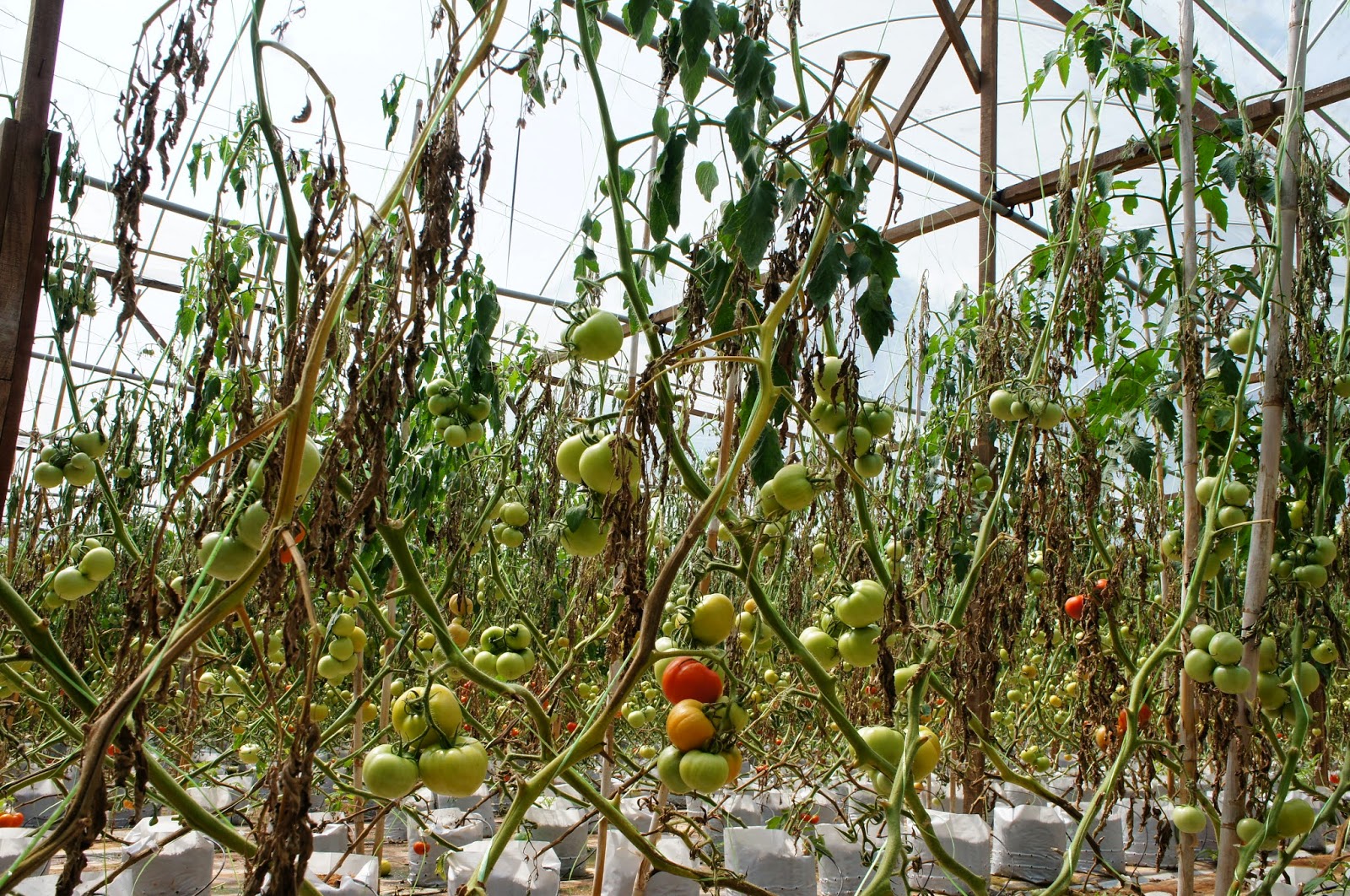 Гибнут помидоры. Фузариозное увядание томатов. Фузариоз томатов в теплице. Фитофтороз на помидорах. Парник для помидоров.