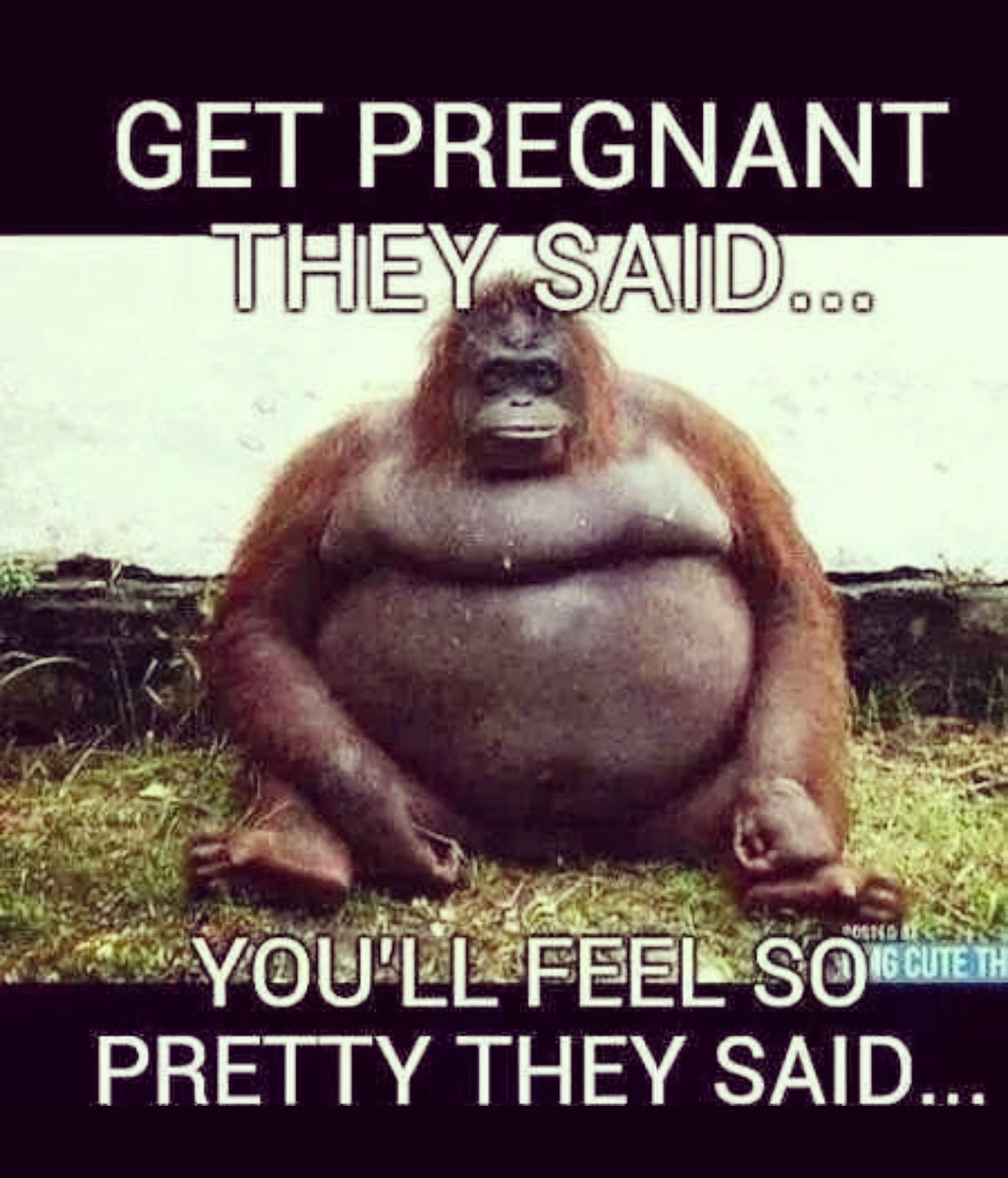 толстый кот. мемы про беременность. беременная комикс. Pregnancy meme. мемы про беременность.