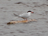 Image of a Common Tern
