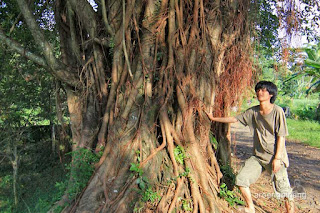 bendung padurekso karanggondang pekalongan