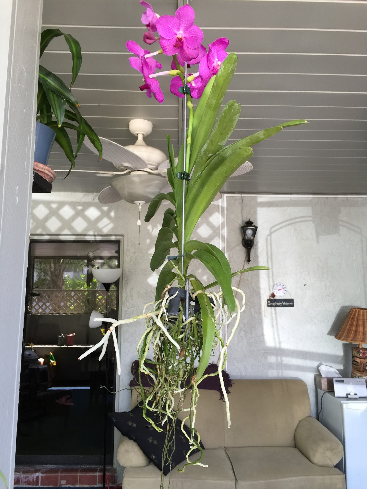 Bob Payette's Links & Photos New arrivals on the sun porch....Vanda