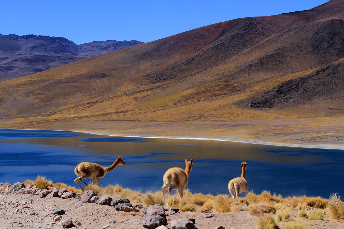 Resultado de imagen para guanacos atacama desieto chile