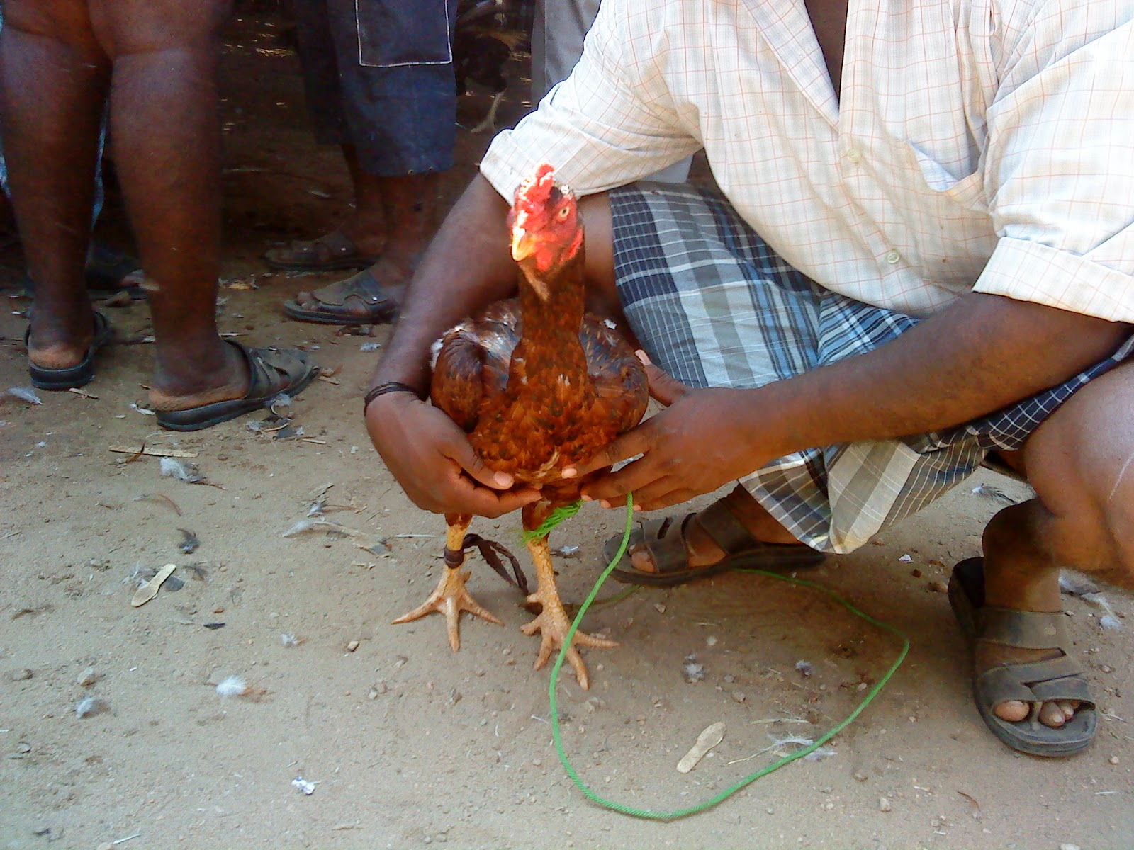 TAMIL ASILS TAMIL ASIL KNIFE FIGHTERS