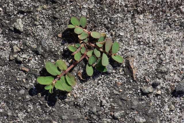 Euphorbia thymifolia - Thyme-leaf Sandmat Spurge