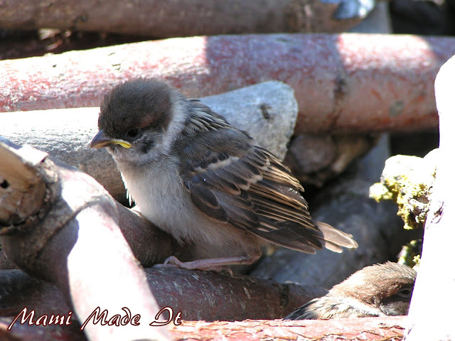 Vogelkinder - Babybirds