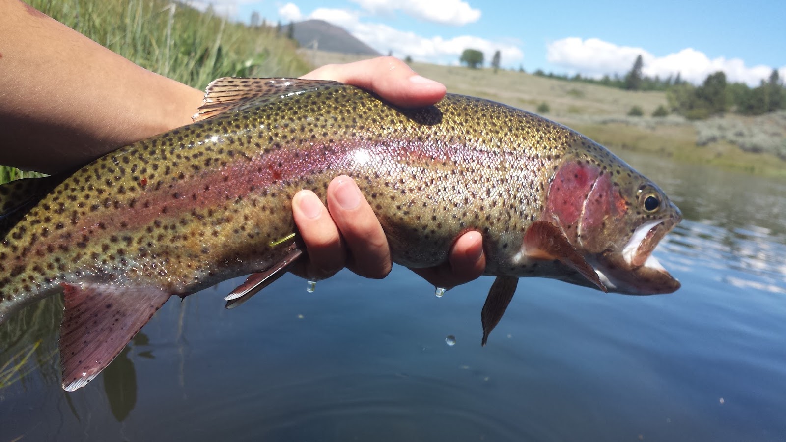 Keep Calm and Fly Fish Hat Creek Trout Bumming Trip