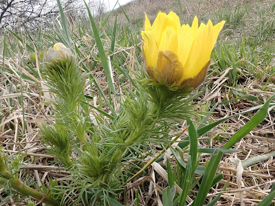 Miłek wiosenny, rezerwat Skorocice, rezerwat Przęślin