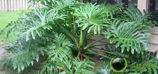 Philodendron 9 Tanaman Hias dengan Harga Termahal di Dunia