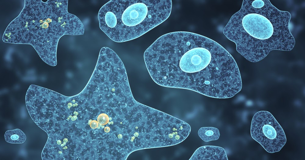 Ingin Seperti Amoeba Ingin Seperti Amoeba