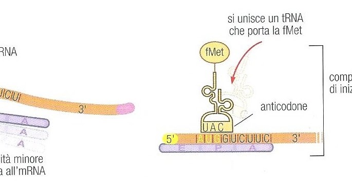Quali servizi di traduzione personalizzati offrite per specifici settori?