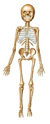 The Plural Of Hyena: 33 Interesting Things About The ... labeled diagram human body in japanese 