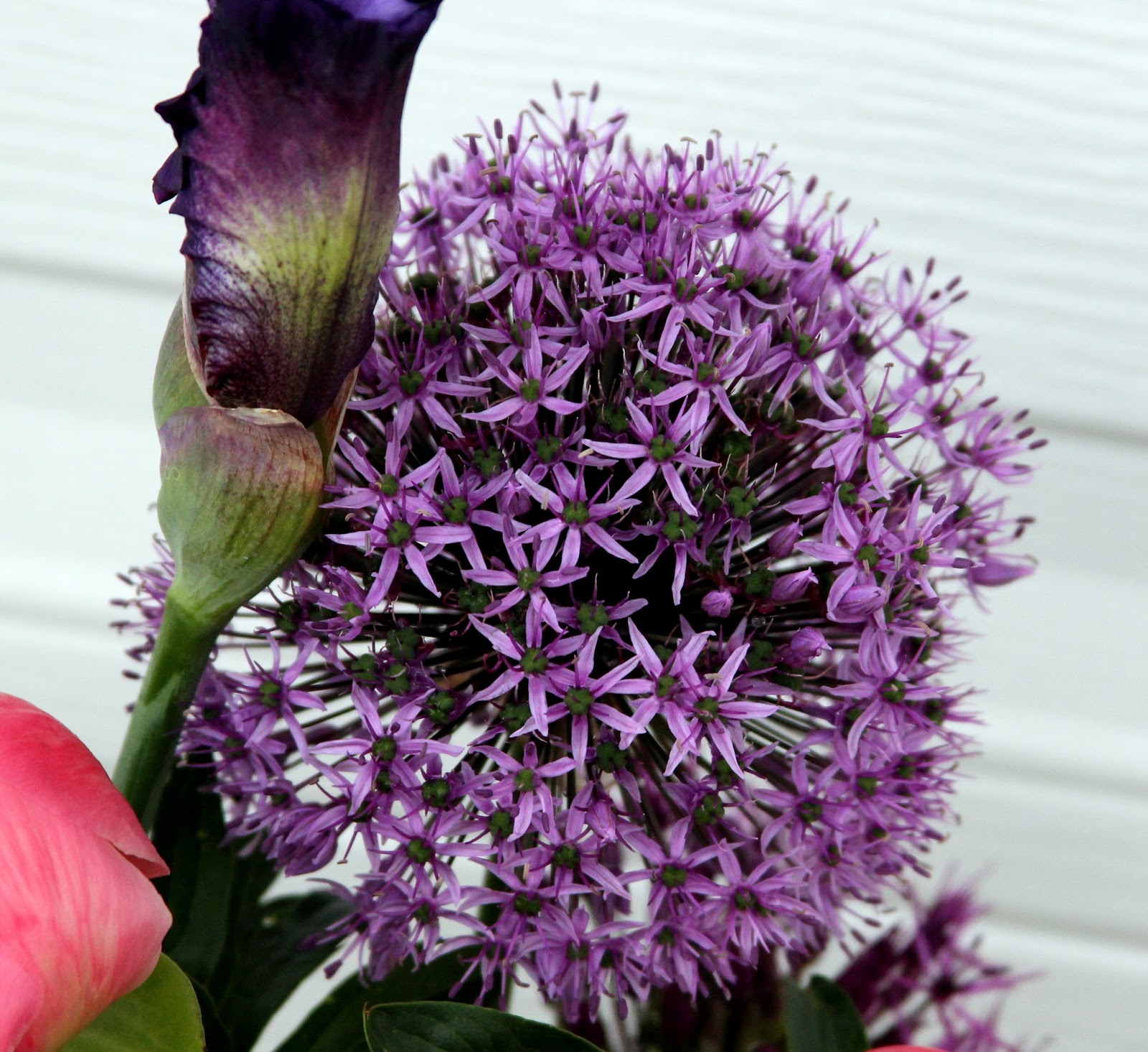 TALL BEARDED IRISES and ITOH PEONIES Neverending floral arrangement