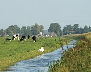 Foto cover Landbouwpraktijk en waterkwaliteit in Nederland; toestand (2012-2014) en trend (1992-2014): resultaten van de monitoring voor de Nitraatrichtlijn