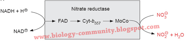 reaksi enzim nitrat reduktase laporan praktikum enzim nitrat reduktase, laporan biokimia enzim nitrat reduktase, landasan teori enzim nitrat reduktase, pengujian aktivitas enzim nitrat reduktase, ph optimum enzim nitrat reduktase laporan praktikum biokimia enzim nitrat reduktase, enzim nitrat reduktase pdf
