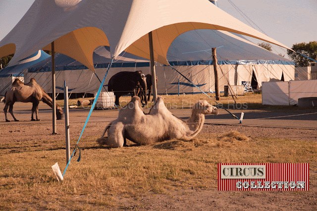 chameaux du Circus Carl Busch 2013