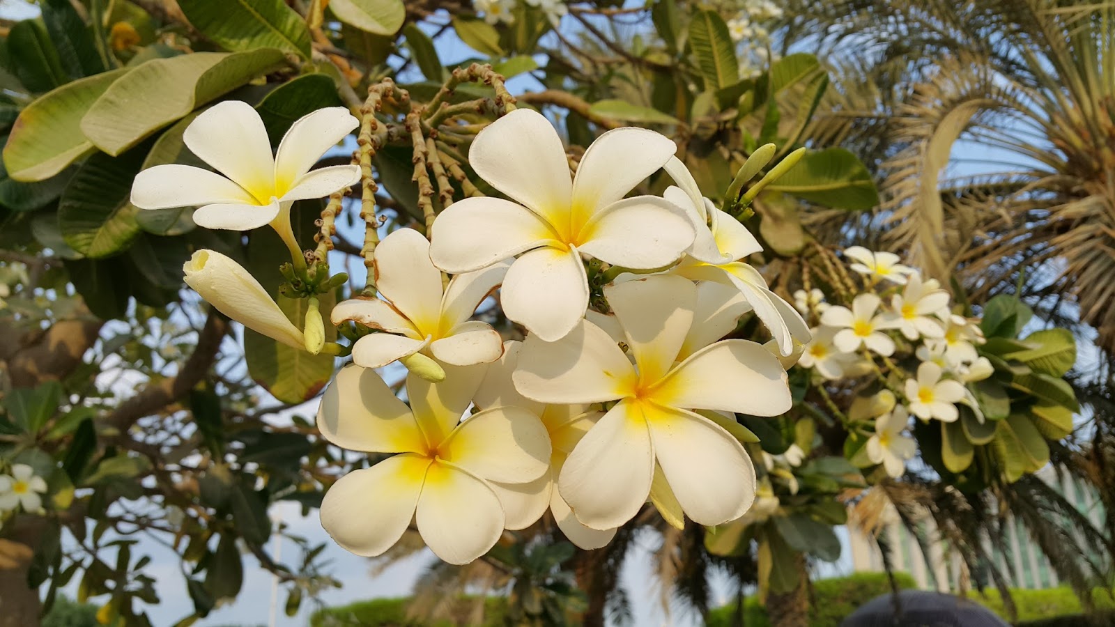 Brenda Hyde Flowers In Bahrain