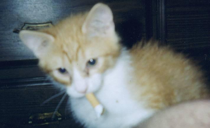 Drôles d'animaux Chat qui fume