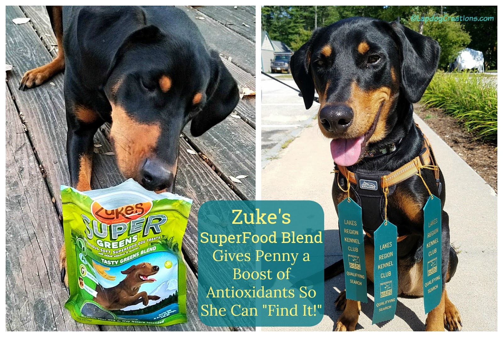 Lapdog Creations Stay Active with Zuke's SuperFood Blend ChewyInfluencer