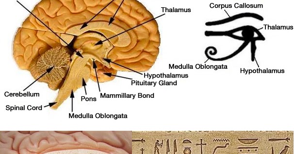 Our  False Light Chakra Overlay Implant Systems