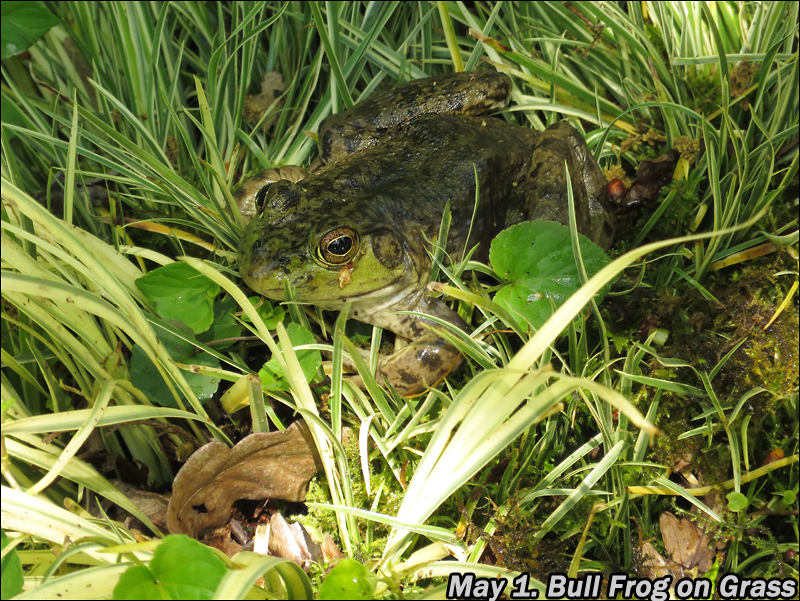My Garden Bull frogs in my garden pond