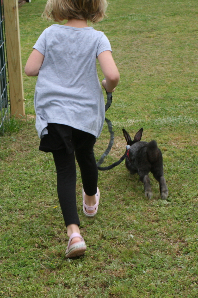 Brooding On A Rabbit On a Leash?