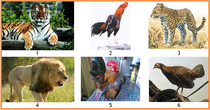 Keanekaragaman jenis terdapat pada hewan yang ditunjukkan oleh angka